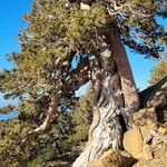 Juniperus foetidissima Habitus