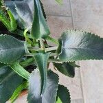 Kalanchoe ceratophylla ᱥᱟᱠᱟᱢ