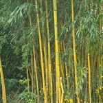 Phyllostachys aureosulcataबार्क (छाल)