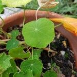 Tropaeolum majusFoglia