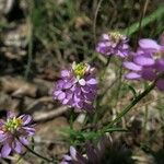 Polygala curtissii Flower