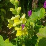 Antirrhinum majusKvět