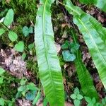 Asplenium scolopendrium Liść