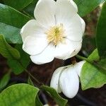 Magnolia laevifolia Flower