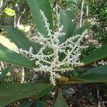 Tapeinosperma lenormandii Bloem