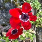 Argemone × hybridaFlower