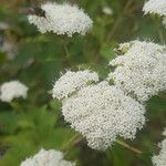 Stevia ovata Fleur