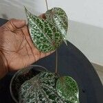 Piper ornatum Leaf