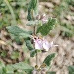 Teucrium scordium Fula