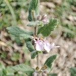 Teucrium scordium Квітка