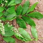Talisia esculenta Feuille