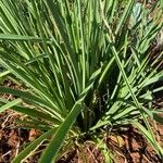 Cymbopogon citratusHoja