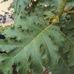 Solanum torvum Leaf