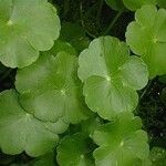 Hydrocotyle ranunculoides Yaprak