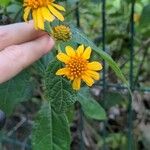 Tilesia baccata Flors