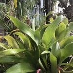 Billbergia nutans Blatt