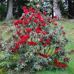 Rhododendron delavayi Yeri