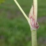 Trifolium thalii Leaf