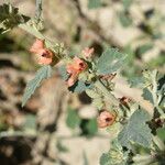 Sphaeralcea bonariensis Flower