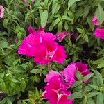 Clarkia amoenaFlower