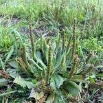 Plantago virginica Blatt