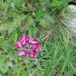 Pedicularis cenisia Flower