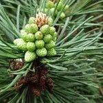 Pinus mugo Blodyn