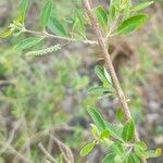 Aloysia gratissima Lapas