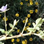 Erodium gruinum عادت داشتن