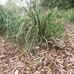 Lomandra longifolia Hábito