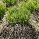 Carex stricta Агульны выгляд