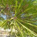 Pinus halepensis পাতা