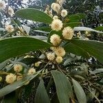 Acacia melanoxylon Fleur