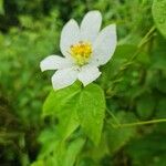 Dalechampia tamifolia Blomma