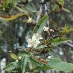 Aronia arbutifolia 花