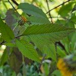 Bidens frondosa Folha