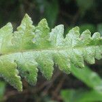 Blotiella pubescens Лист