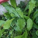 Erigeron quercifolius Blad