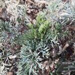 Seseli gummiferum 葉