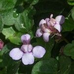 Cymbalaria aequitriloba 花