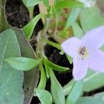 Houstonia rosea List