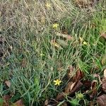 Lactuca saligna ശീലം