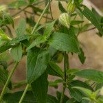 Silene latifolia Fuelha