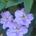 Thunbergia grandiflora 花