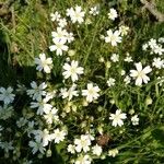 Stellaria holosteaBlüte