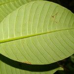 Psychotria panamensis Jani
