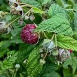 Rubus idaeus Плод