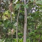 Coussapoa villosa बार्क (छाल)