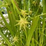 Carex grayi ᱥᱟᱠᱟᱢ