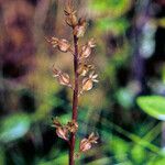 Neottia cordata Coajă